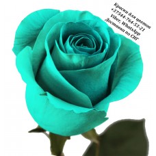 Краски для цветов - Бирюзовые розы